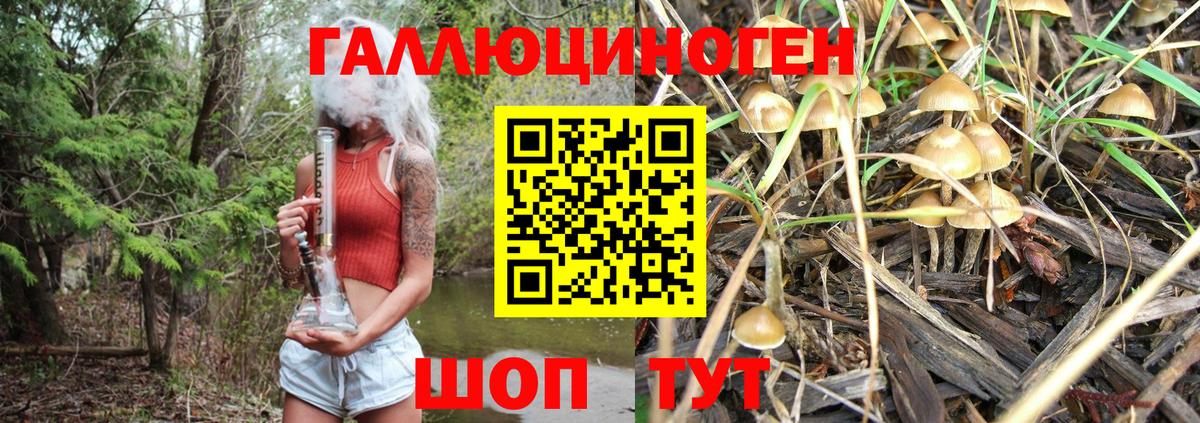 дарнет шоп  Вход с VPN  Электрогорск  Псилоцибиновые грибы Psilocybine cubensis 
